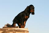 SETTER GORDON 014